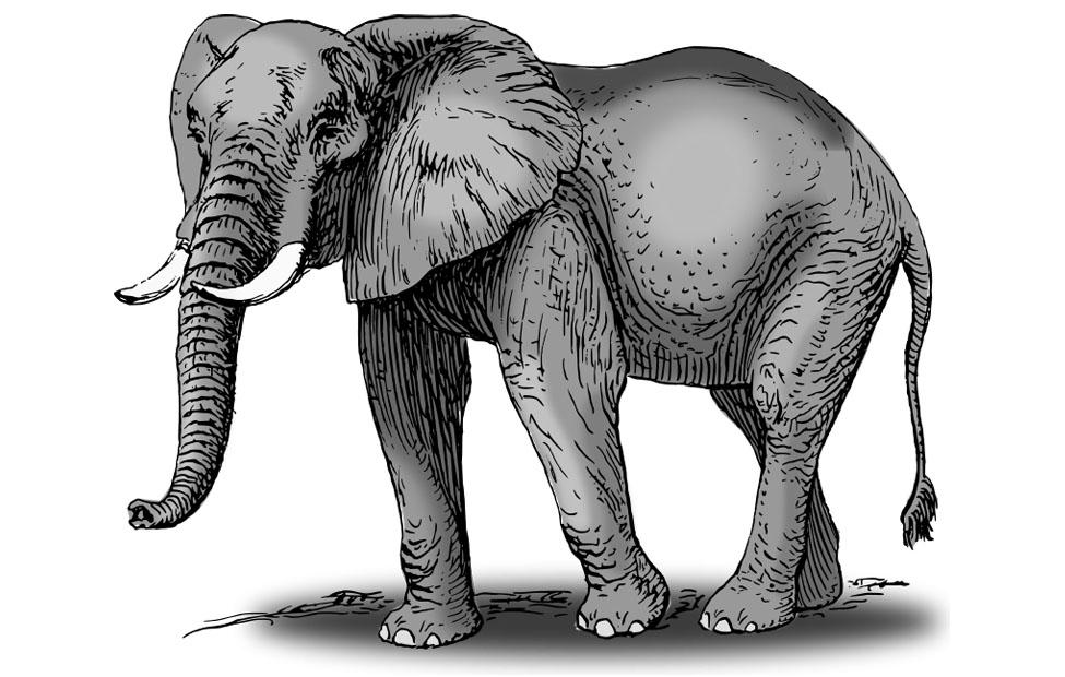 слон - символ Бхарани