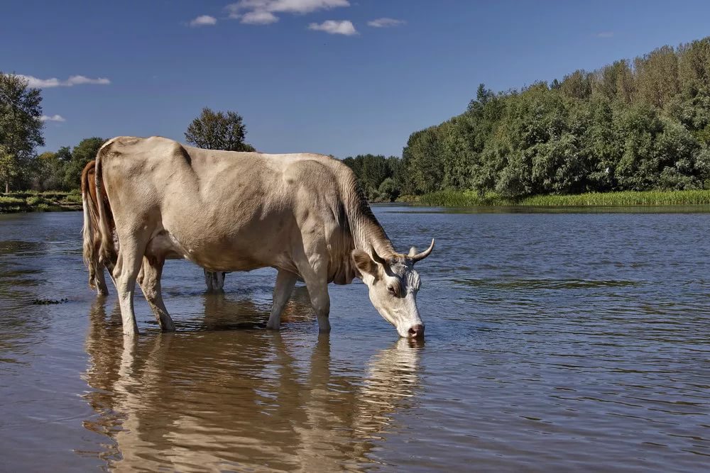 корова на водопое