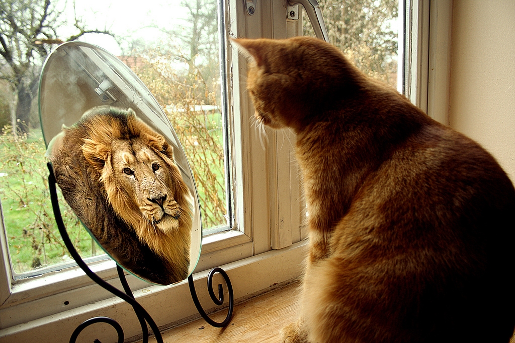 кот видит себя львом